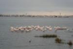 Ria - Fauna (Flamingos na Béstida)