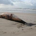 Uma baleia morta deu  costa na Torreira