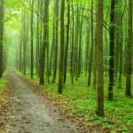 Município de Seia e CIMBSE promovem ação de reflorestação