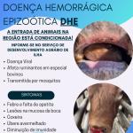 Doença Hemorrágica Epizoótica